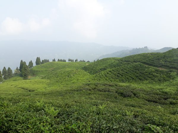 कन्याम चिया बगान