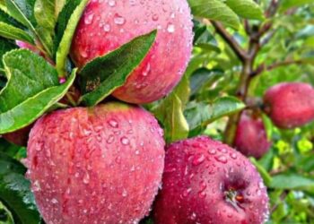 बजारमा जुम्ली स्याउको माग, जिल्लामा खेती विस्तार