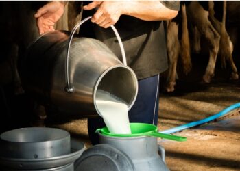 पाउडर प्लान्ट “चितवन मिल्क” तन्ग्रिने प्रयास गर्दै