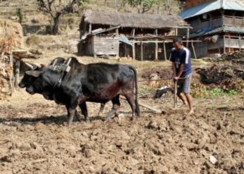 गोरु पाल्ने किसानलाई प्रोत्साहन भक्ता