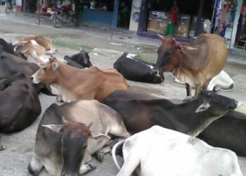 किसानलाई छाडा पशुबाट बाली जोगाउनै हम्मे