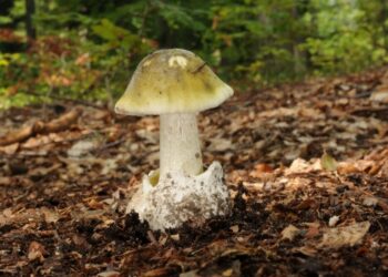 जंगली च्याउ खाँदा एकको मृत्यु