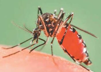 सुदूरपश्चिममा एक हजार छ सयमा डेङ्गु सङ्क्रमण, तीनको मृत्यु