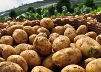 किसानलाई अनुदानमा आलुको बीउ वितरण