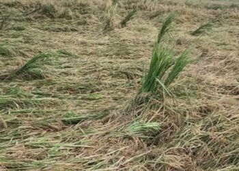 बेमौसमी वर्षाका कारण धान बालीमा क्षती