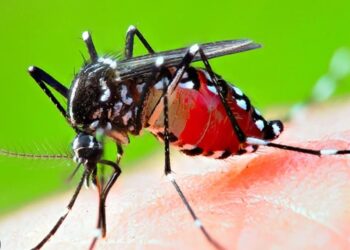 बङ्गलादेशमा डेंगुको प्रकोप चिन्ताजनक अवस्थामा