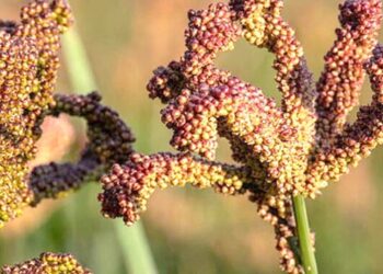 भीमफेदी गाँउपालिकाले कोदो र फापर फलाउने किसानलाई अनुदान