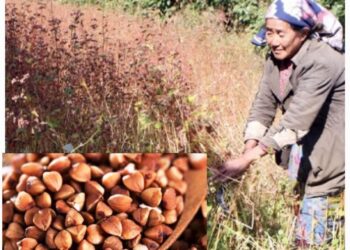 फापर खेतीमा किसानको मोह हराउन थाल्यो