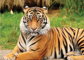 अब चितवन राष्ट्रिय निकुञ्जमा घुम्न जाने बाटोमै पाटे बाघ हेर्न पाइने