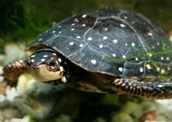 पेरूको अन्तर्राष्ट्रिय विमानस्थलबाट तस्कारी गर्न लागिएको चार हजार कछुवा बरामद