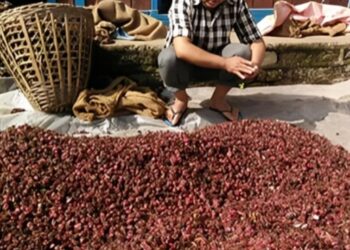 अलैँचीको भाउ हालसम्मकै उच्च, प्रतिमन ८५ हजारमा बिक्री